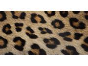Leopard Print Photo License Plate Free Personalization on this plate