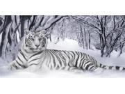 White Tiger Photo License Plate