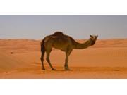 Camel Photo License Plate Free Personalization on this Plate