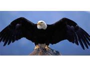 Bald Eagle Photo License Plate Free Personalization on this Plate