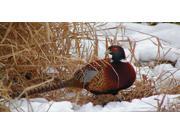 Pheasant In Snow Photo License Plate