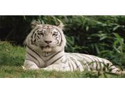 White Tiger In Grass Photo License Plate