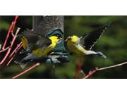 Goldfinch Birds 2 Photo License Plate