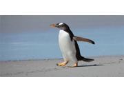 Penguin On Beach Photo License Plate Free Personalization on this plate