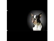 Boston Terrier Dog Photo License Plate Free Personalization on this plate
