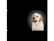 Yellow Lab Dog Photo License Plate Free Personalization on this Plate
