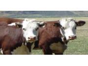 Cows In A Field Photo License Plate Cows In A Field Photo License Plate