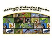 Attract Colorful Birds to your Yard