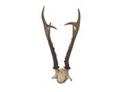 Ps Horn Decor 7 Inches Width 12 Inches Height
