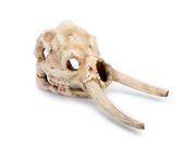 4½ L x 9 ¼ W x 5 Wooly Mamouth Skull