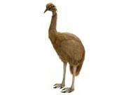 EMU LIFE SIZE 50
