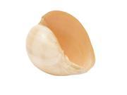 Sea Shell Polished 9 Inches Width 5 Inches Height