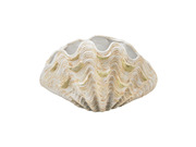 Cretaceous Shell Bowl