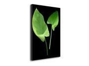 Floral Color - 24 by Alan Blaustein, Gallery Wrap Canvas Art printed on heavy museum grade canvas. Floral Color - 24 by Alan Blaustein, Gallery Wrap Canvas Art printed on heavy museum grade canvas.