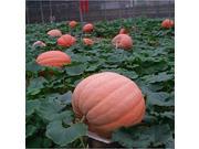12 Seeds of Special Vegetable Seeds the Giant Pumpkin Seeds Extra Large Pumpkin Seeds Huge Pumpkins