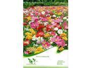 1 Bag 200 Seed Wild flowers Mix Seed