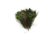 Natural Peacock Feathers 10 12 inches Long 40 pieces per pack