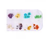 12pcs Real Dried Flower Nail Art Decoration 29