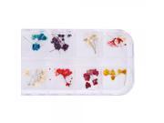 12pcs Real Dried Flower Nail Art Decoration 17