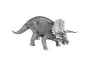 Triceratops MINT New