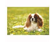 Cavalier King Charles Spaniel Doormat by BrownTrout