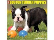 Just Boston Terrier Puppies Wall Calendar by Willow Creek Press