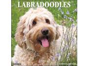 Just Labradoodles Wall Calendar by Willow Creek Press