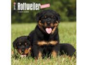 Rottweiler Puppies Wall Calendar by BrownTrout