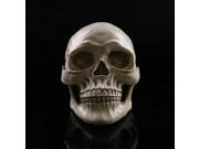 Foxnovo Lifesize 1 1 Human Skull Model Replica Resin Medical Anatomical Tracing Skeleton with Movable Teeth