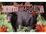 Jenkins North Carolina Postcard Black Bear pack Of 700