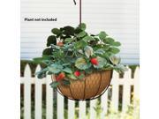 Panacea Products 14 Rustc Hanging Basket 84278