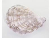 Painted ~ Oyster Shell ~ Lapel Pin Brooch ~ AP159