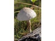 Fairy Garden Mushroom Grey Large