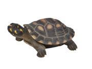 Turtle Large Spotted Turtle Statue