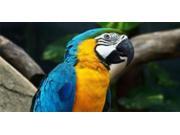 Blue Macaw Photo License Plate