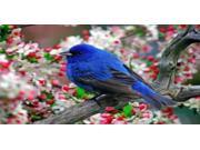 Colorful Blue Bird On Branch Photo License Plate