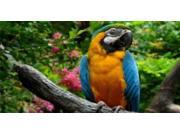 Macaw Perched Photo License Plate