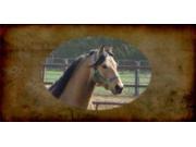 Morgan Horse Photo license Plate Free Personalization on this Plate