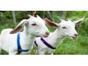 Two Goats Photo License Plate Two Goats Photo License Plate