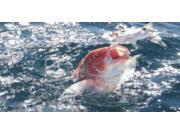 Red Snapper Photo License Plate Free Personalization on this Plate