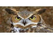 Owl Photo License Plate