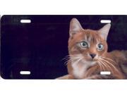 Offset Orange Tabby License Plate Free Personalization on this plate