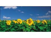 Sunflowers against Sky Photo License Plate Free Personalization on this Plate