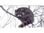 Raccoon in a Tree Air Brush centered License Plate Free Names on this Air Brush