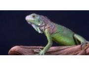 Iguana on Log Photo License Plate Free Personalization on this Plate