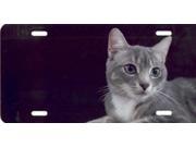 Offset Gray Tabby on Black License Plate Free Personalization on this plate