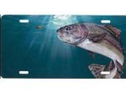 Rainbow Trout Fish License Plate Free Personalization on this Plate