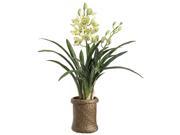 29 Inch Tall Cymbidium Orchid Plant in Basket