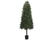 5 Cone Shaped Boxwood Topiary in Plastic Pot Two Tone Green