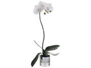 25 Inch Tall Phalaenopsis Orchid Plant in Glass Vase w 3 Flowers. 2 Buds